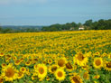 Les tournesols dans tout leur éclat